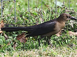 Great-tailed Grackle - Female